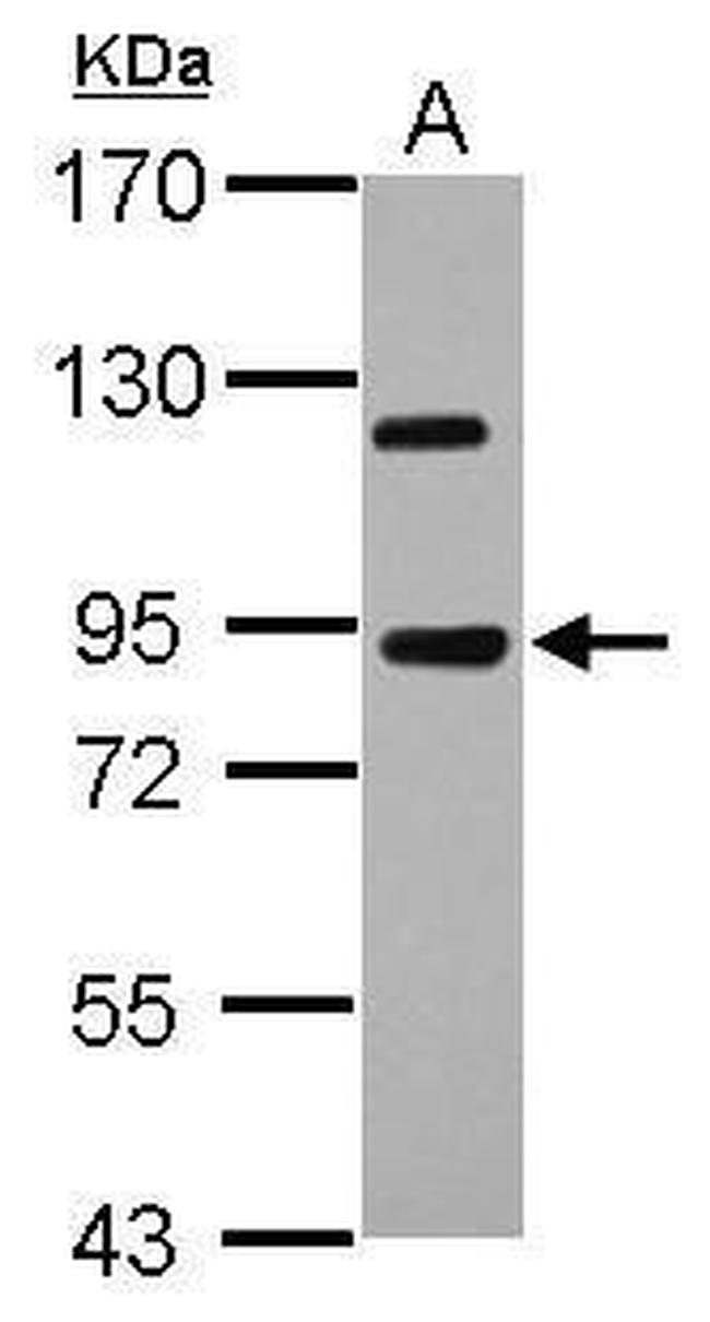KIAA0317 Antibody in Western Blot (WB)