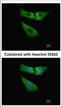 INMT Antibody in Immunocytochemistry (ICC/IF)