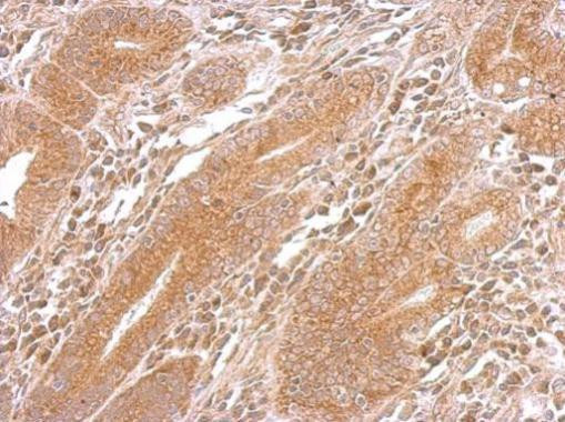 DNAJB5 Antibody in Immunohistochemistry (Paraffin) (IHC (P))