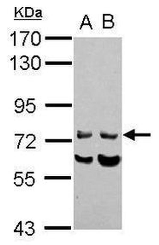 INPP5J Antibody in Western Blot (WB)