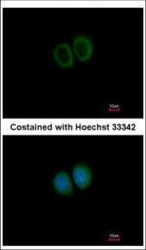STRN3 Antibody in Immunocytochemistry (ICC/IF)