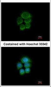 PCDHGA6 Antibody in Immunocytochemistry (ICC/IF)