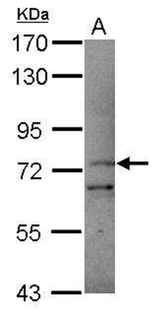 PCDHB11 Antibody in Western Blot (WB)