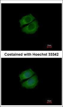 RUFY1 Antibody in Immunocytochemistry (ICC/IF)