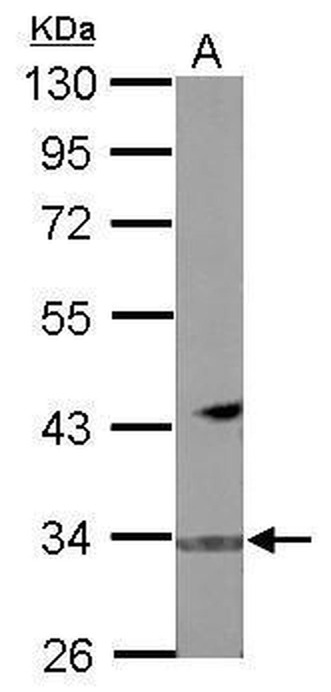 Fbxo16 Antibody in Western Blot (WB)