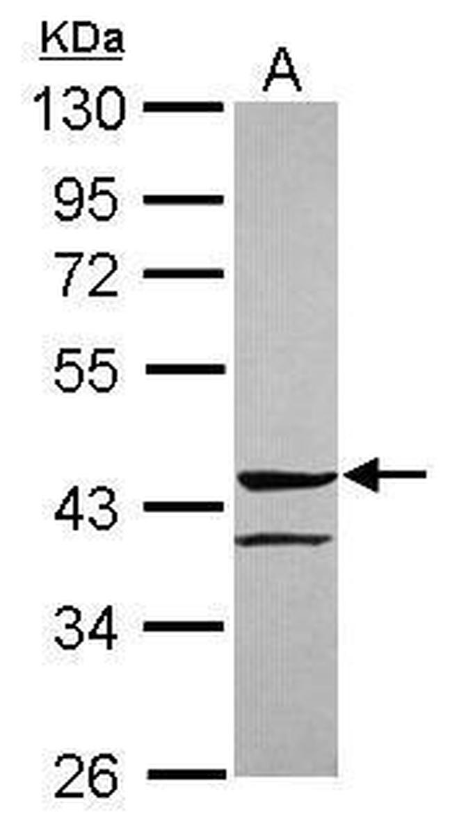 ANGPTL5 Antibody in Western Blot (WB)