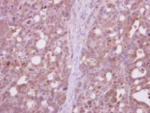 Cdc37L1 Antibody in Immunohistochemistry (Paraffin) (IHC (P))