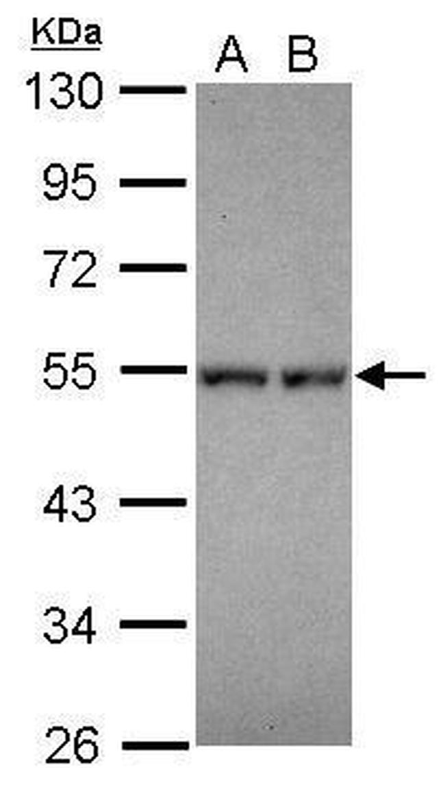 DPF1 Antibody in Western Blot (WB)