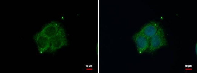 DAB1 Antibody in Immunocytochemistry (ICC/IF)