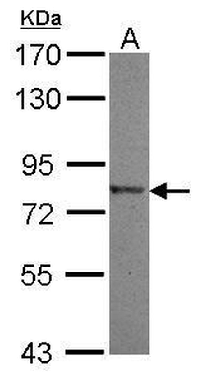 NLN Antibody in Western Blot (WB)
