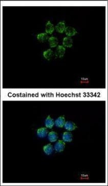 SERPINA4 Antibody in Immunocytochemistry (ICC/IF)