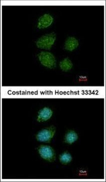 PIWIL4 Antibody in Immunocytochemistry (ICC/IF)