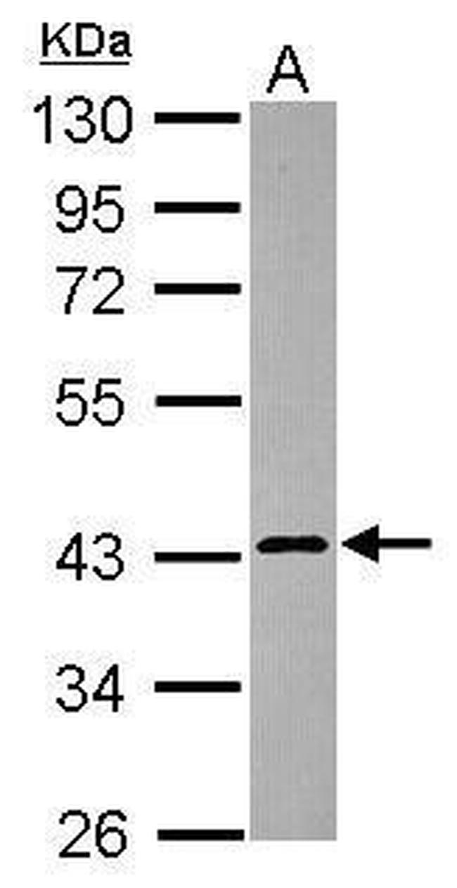 Calreticulin 3 Antibody in Western Blot (WB)