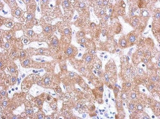 SNX18 Antibody in Immunohistochemistry (Paraffin) (IHC (P))