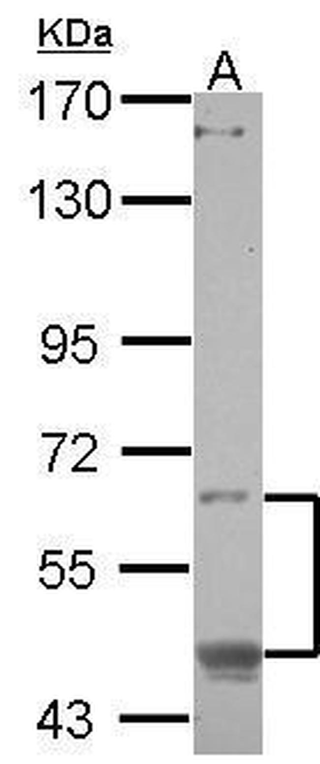 CREB3L1 Antibody in Western Blot (WB)
