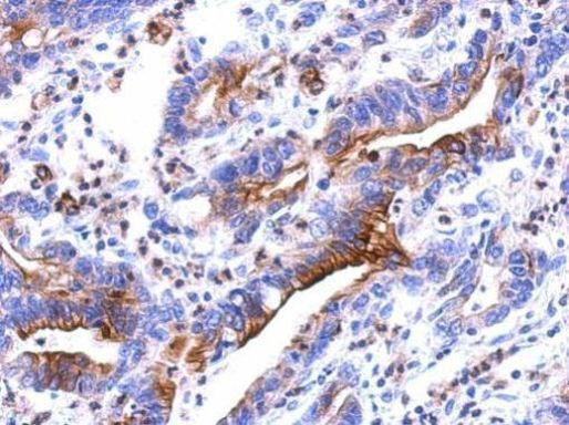 RhoF Antibody in Immunohistochemistry (Paraffin) (IHC (P))