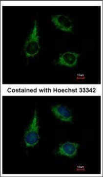 ENOSF1 Antibody in Immunocytochemistry (ICC/IF)