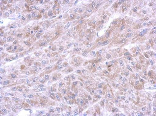 Annexin A8 Antibody in Immunohistochemistry (Paraffin) (IHC (P))