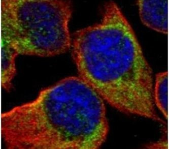 HSPA6 Antibody in Immunocytochemistry (ICC/IF)