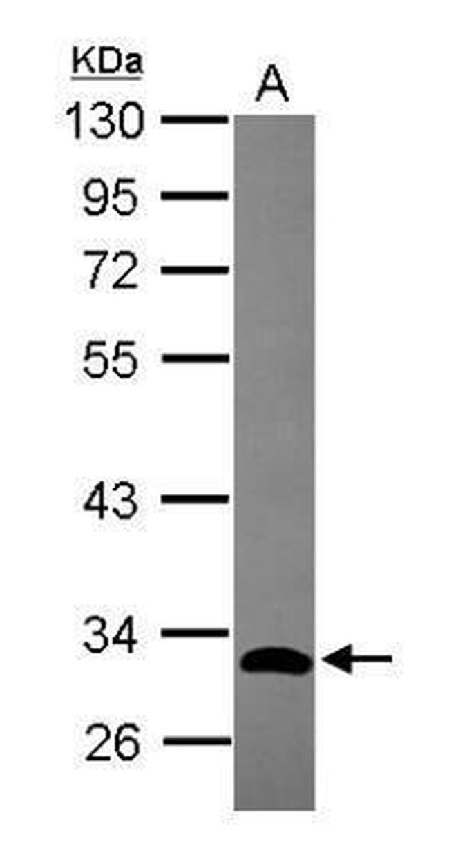 GIMAP5 Antibody in Western Blot (WB)