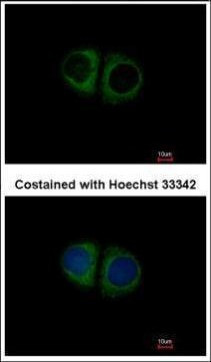 MRPS10 Antibody in Immunocytochemistry (ICC/IF)