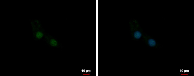 SNRNP35 Antibody in Immunocytochemistry (ICC/IF)