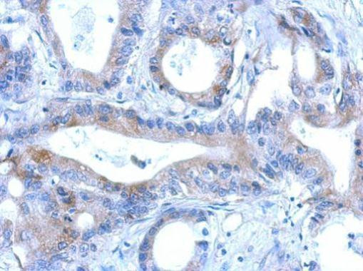 RNF166 Antibody in Immunohistochemistry (Paraffin) (IHC (P))