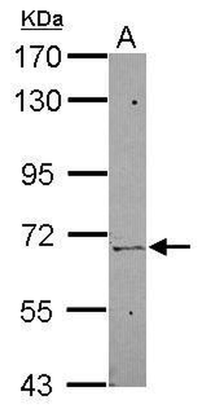 ZNF319 Antibody in Western Blot (WB)