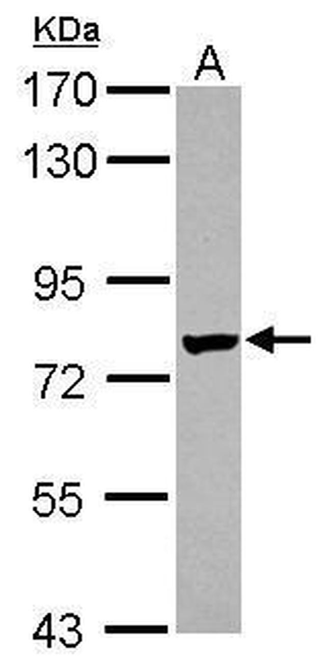 LRRC4C Antibody in Western Blot (WB)
