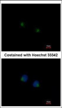 MGAT4A Antibody in Immunocytochemistry (ICC/IF)