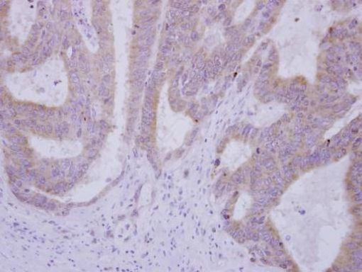 USP49 Antibody in Immunohistochemistry (Paraffin) (IHC (P))