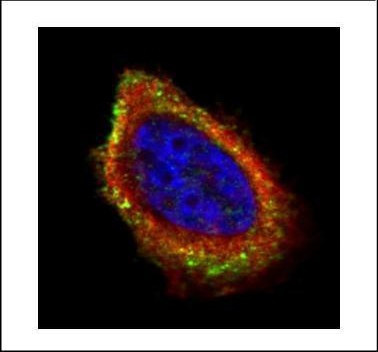 PCYOX1 Antibody in Immunocytochemistry (ICC/IF)
