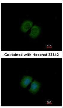 PCDHA12 Antibody in Immunocytochemistry (ICC/IF)