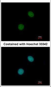 C14orf130 Antibody in Immunocytochemistry (ICC/IF)