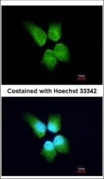 GINS4 Antibody in Immunocytochemistry (ICC/IF)
