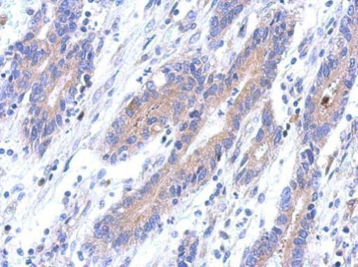 C12orf41 Antibody in Immunohistochemistry (Paraffin) (IHC (P))