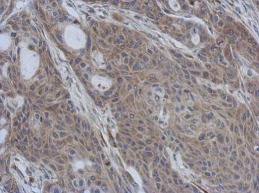 CCDC90B Antibody in Immunohistochemistry (Paraffin) (IHC (P))