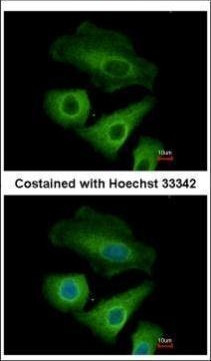 OLFML3 Antibody in Immunocytochemistry (ICC/IF)