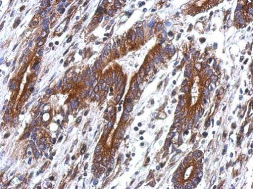 TEKT4 Antibody in Immunohistochemistry (Paraffin) (IHC (P))