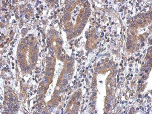 MTG1 Antibody in Immunohistochemistry (Paraffin) (IHC (P))