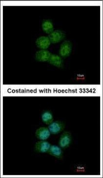 ARS2 Antibody in Immunocytochemistry (ICC/IF)