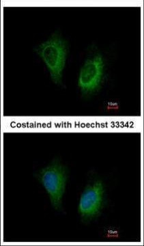 MOSC2 Antibody in Immunocytochemistry (ICC/IF)