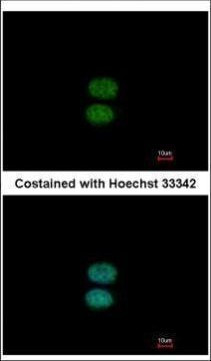 EFHC2 Antibody in Immunocytochemistry (ICC/IF)