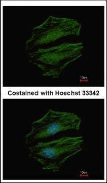 C8orf48 Antibody in Immunocytochemistry (ICC/IF)