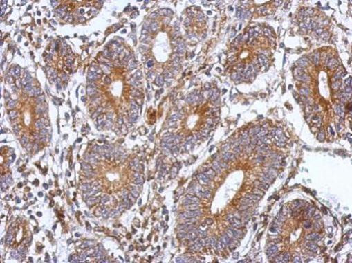 SPAG8 Antibody in Immunohistochemistry (Paraffin) (IHC (P))