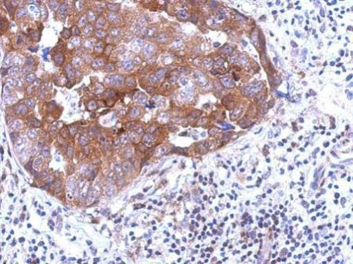 PSG9 Antibody in Immunohistochemistry (Paraffin) (IHC (P))