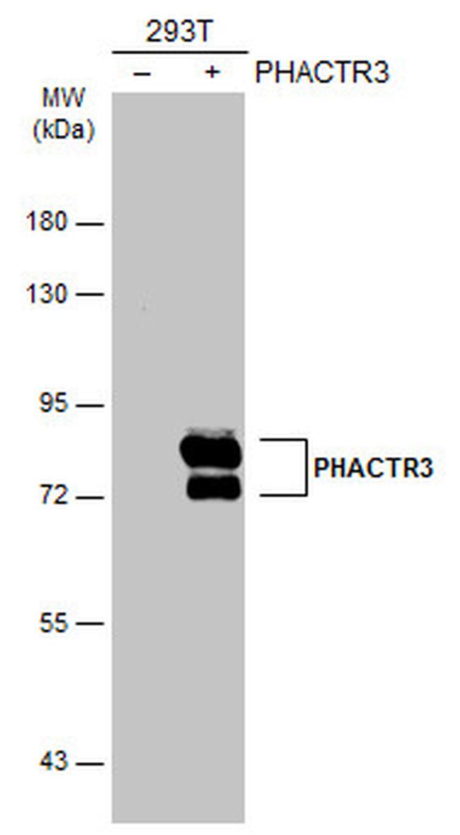 PHACTR3 Antibody in Western Blot (WB)