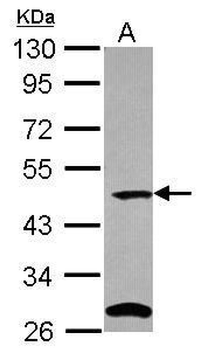 C9orf43 Antibody in Western Blot (WB)