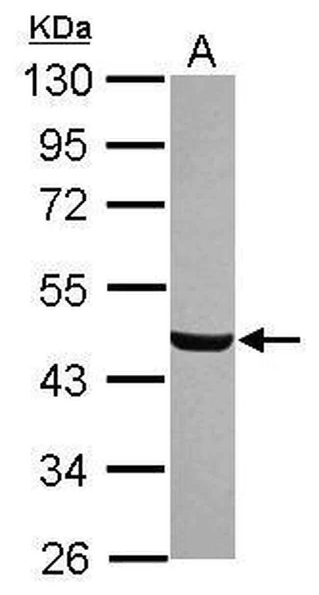 HGH1 Antibody in Western Blot (WB)