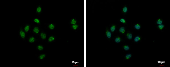 SYAP1 Antibody in Immunocytochemistry (ICC/IF)